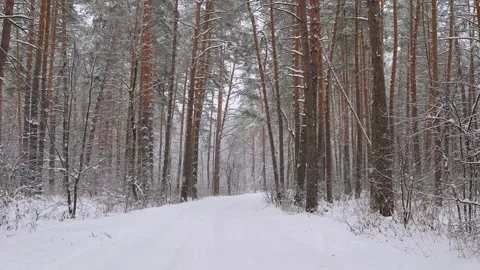 It snows in the pine forest in winter. snowfall Video stock 329233106