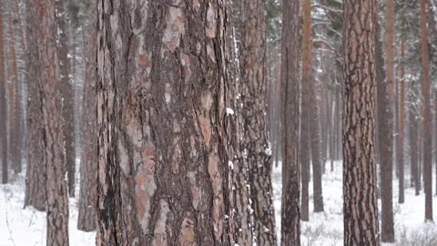 It snows in the pine forest in winter. snowfall Stock Footage 329234009