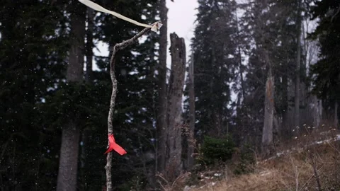 It snows in the woods. The ribbon on the tree develops from the wind Stock Footage 232446980
