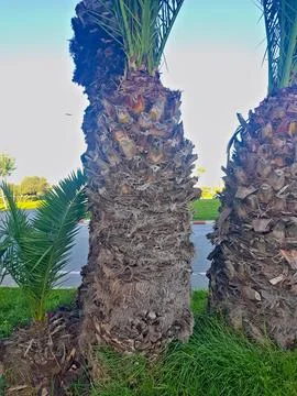 It stems from palm trees, complicated patterns and natural beauty of the stems Stock Photos