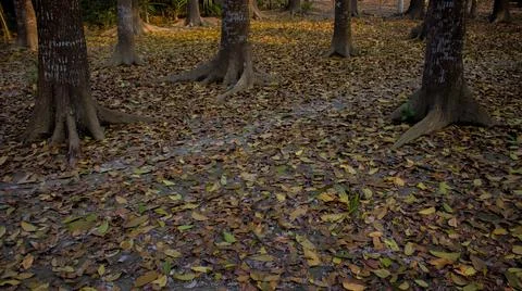 It is surrounded by the leaves of the tree. Stock Photos