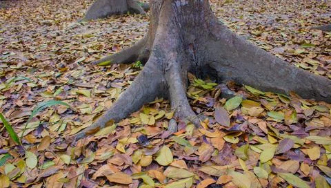 It is surrounded by the leaves of the tree. Stock Photos