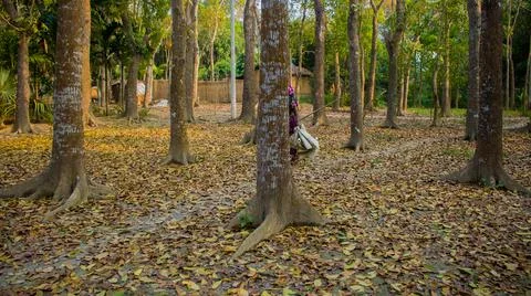 It is surrounded by the leaves of the tree. A scene or picture of the interio Stock Photos