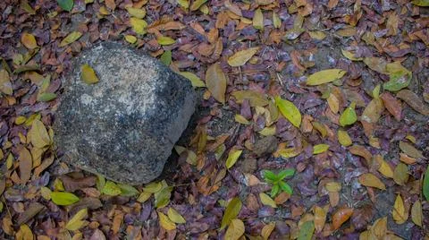 It is surrounded by the leaves of the tree. A scene or picture of the interio Stock Photos