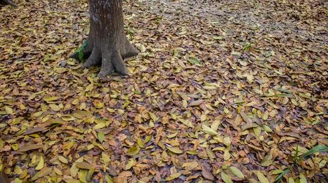 It is surrounded by the leaves of the tree. A scene or picture of the interio Stock Photos
