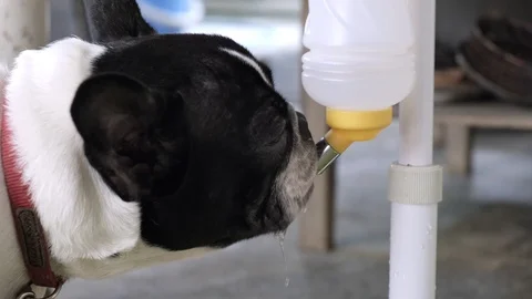 It is too hot here, I need a drink. Stock Footage 104069526