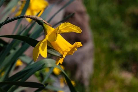 It took a long time for the daffodil to finally bloom Stock Photos