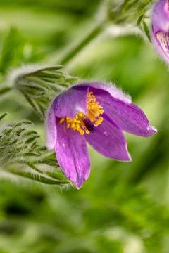 It took a long time for the pasqueflower to bear the first blossoms Stock Photos