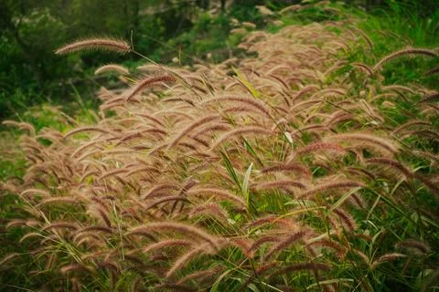 It is used forthatching the roofs of traditional homes. Stock Photos