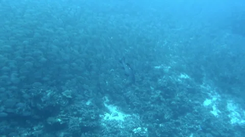 It was like ballet of fish, with each movement perfectly choreographed. Stock Footage 236806410