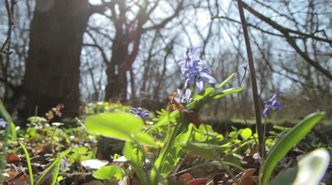 It was spring in the forest Stock Footage 37769505