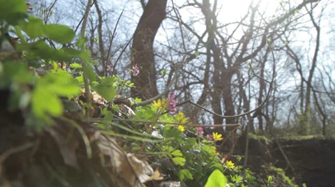 It was spring in the forest Stock Footage 37769583