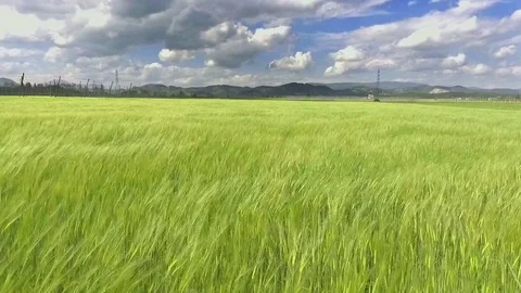 It is windy across the landscape and it looks like it's going to start raining Stock Footage 76069887