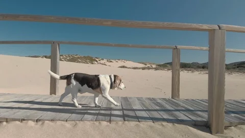 It would be better to lose some weight Stock Footage 122533552