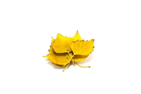 It is Yellow leaf isolated Stock Photos
