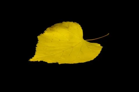 It is Yellow leaf isolated Stock Photos