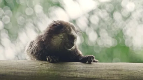 Itacaré , Bahia, Brazil - Small Monkey Moves on a Wooden Beam Stockbeeldmateriaal 331914604