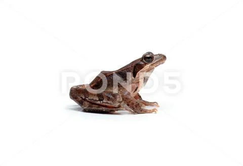 Italian agile frog Stock Photos