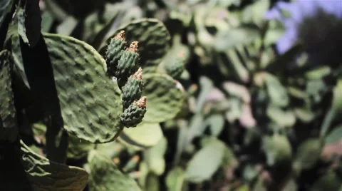 Italian Cactus Stock Footage 42952034