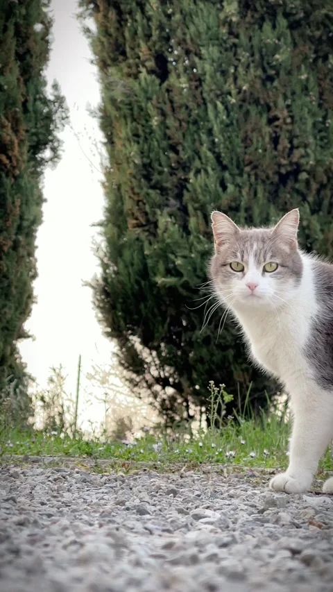 Italian cat Stock Footage 172434388