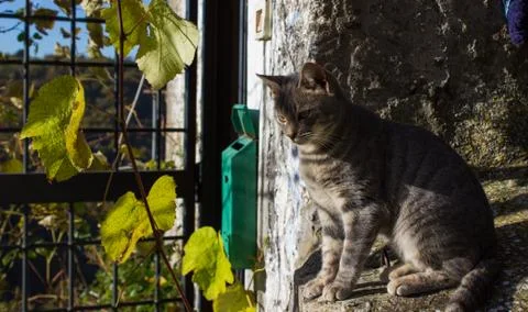Italian cat Stock Photos