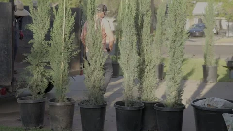 Italian cypress trees placed in yard by landscapers.mov Stock Footage 342294319