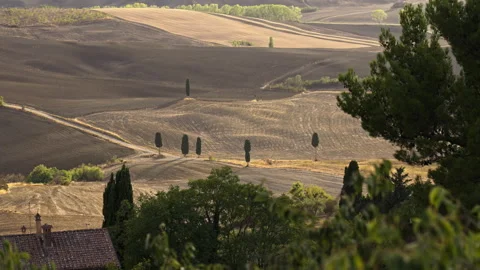 Italian fields with a tree as foreground Stock Footage 265438262
