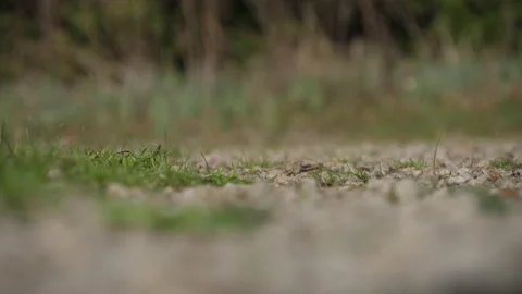 Italian forest ground 動画素材 229645902