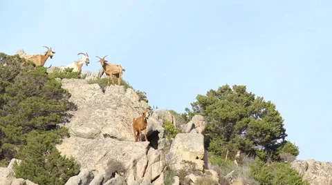 Italian goat 2 Stock Footage 66452099