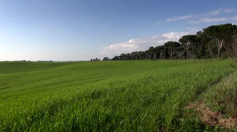 Italian Green Wheat Fiield on a Spring Day Zoom Out Stock Footage 61946111