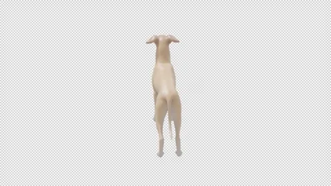 Italian greyhound - Loop Alpha HD ProRes Stock Footage 328354612