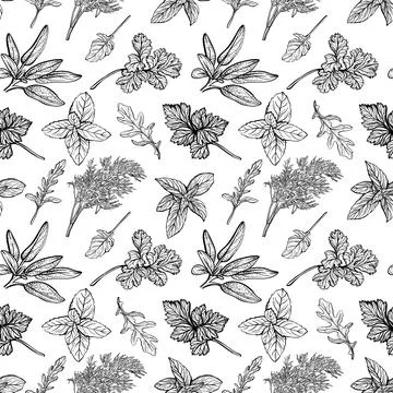 Italian herbs seamless pattern. Illustrazione stock