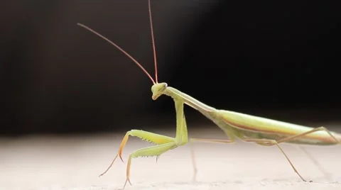 Italian mantis Stock Footage 66530873