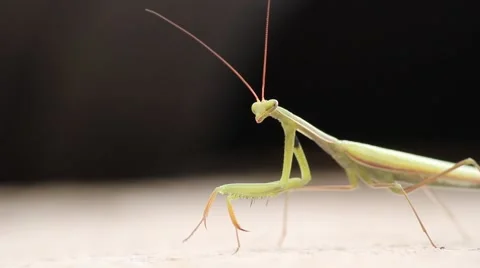 Italian mantis Stock Footage 66530948
