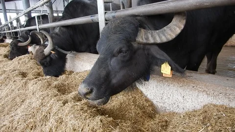 Italian mediterranean buffalo eats in its dairy farm 4413 Stock Footage 107400396