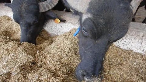 Italian mediterranean buffalo eats in its dairy farm 4412 Stock Footage 107400455
