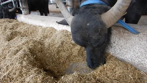 Italian mediterranean buffalo eats in its dairy farm 4411 Stock Footage 107400463