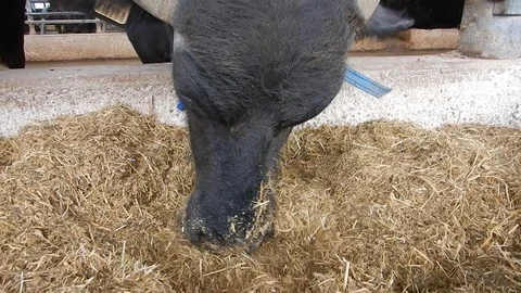 Italian mediterranean buffalo eats in its dairy farm 4414 Video stock 107400534
