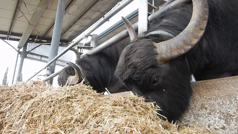 Italian mediterranean buffalo eats in its dairy farm 4418 Video stock 107400595