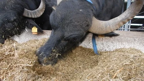 Italian mediterranean buffalo eats in its dairy farm 4415 Stock Footage 107400669