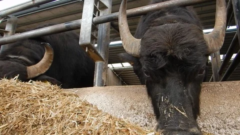Italian mediterranean buffalo eats in its dairy farm 4416 Stock Footage 107400686