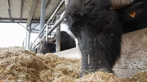 Italian mediterranean buffalo eats in its dairy farm 4421 Video stock 107400788