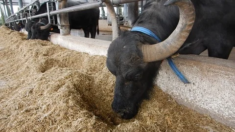 Italian mediterranean buffalo eats in its dairy farm 4410 Stock Footage 107400813