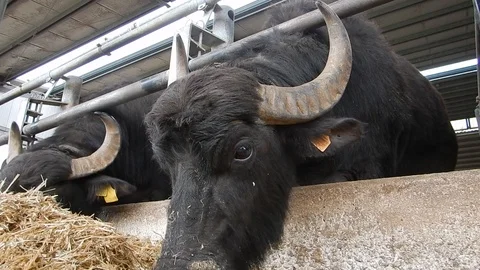 Italian mediterranean buffalo eats in its dairy farm 4420 Video stock 107400815