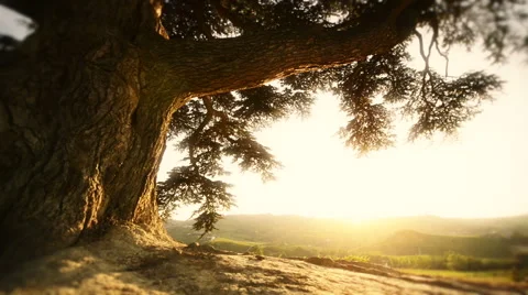Italian old tree at sunset in langhe in summer day 動画素材 64501594