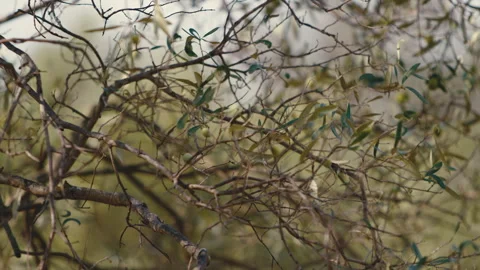 Italian Olive tree branch Stock-Footage 252612582