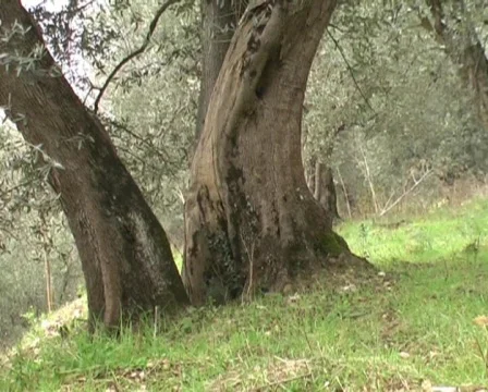 Italian olive tree Vidéo 63104