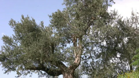 Italian Olive tree Stock Footage 609130