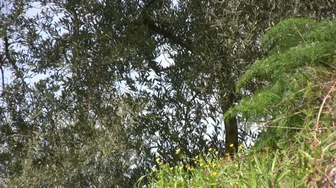 Italian Olive tree Stock-Footage 609464