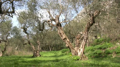 Italian Olive tree Stock Footage 610394